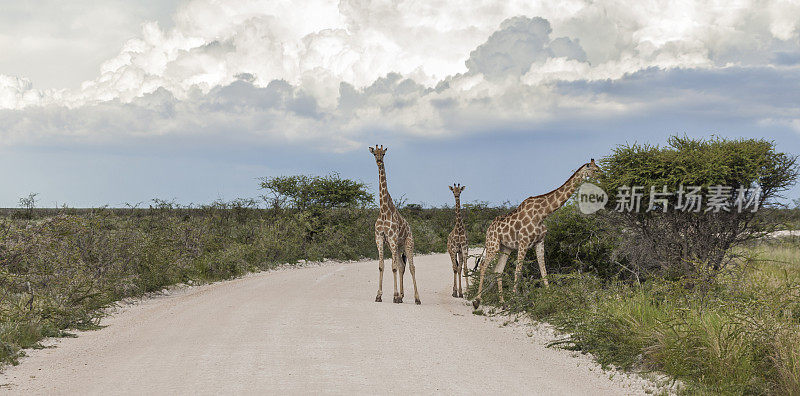 三只长颈鹿在穿越非洲Nambia的Etosha n.p.的路上